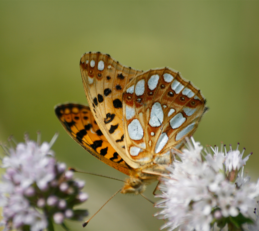 Increasing biodiversity on flora-rich embankments